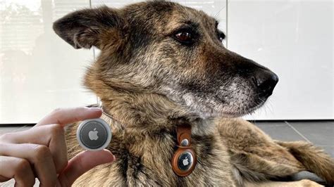 Benefits of Using AirTag Collars for Indoor Pets