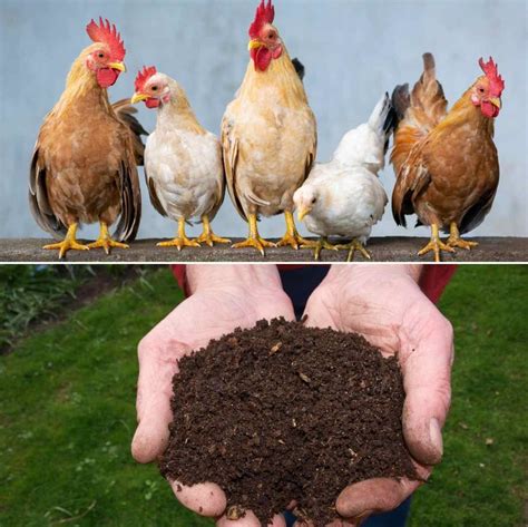 Benefits of Using Chicken Manure Compost