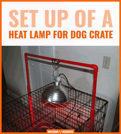 Benefits of Using Heater Lamps for Dogs