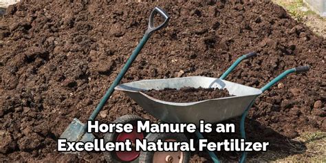 Benefits of Using Horse Manure as Fertilizer