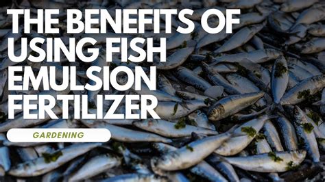 Benefits of Using Neptune Fish Emulsion Fertilizer