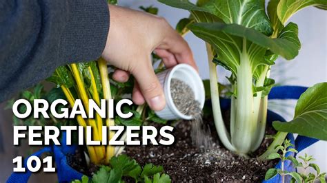 Benefits of Using Organic Fertilizer for Vegetables