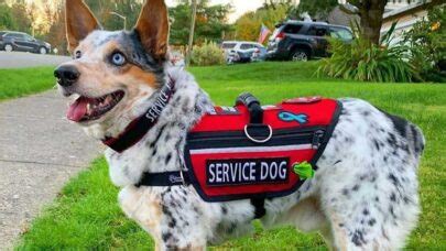 Benefits of Using Service Dog Training Vests