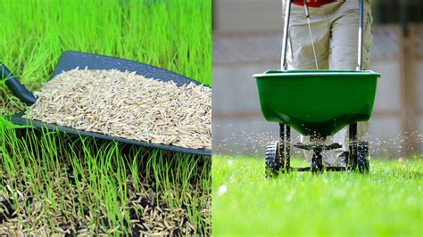 Benefits of Using a Fertilizer with Grass Seed