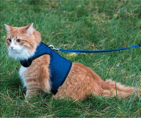 Benefits of Using a Kitty Holster Cat Harness