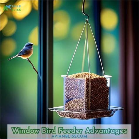 Benefits of Window Bird Feeders