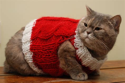 Benefits of a Christmas Sweater for Cats