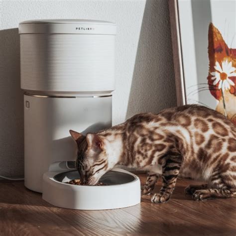 Benefits of automatic cat feeder for peace of mind