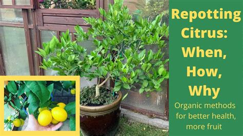 Benefits of nitrogen for lemon trees: