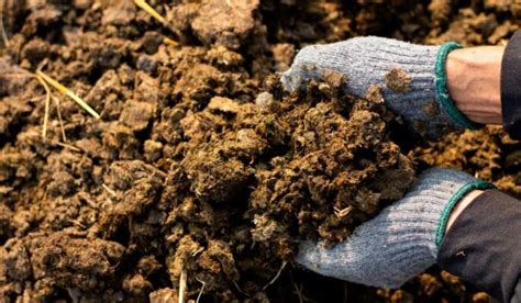 Benefits of using animal manure: