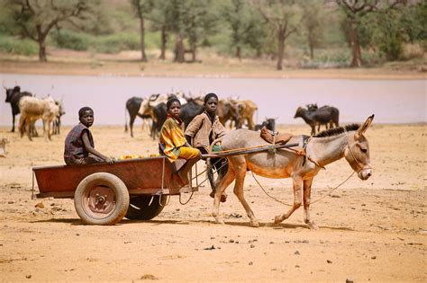 Benefits of using donkeys for transportation