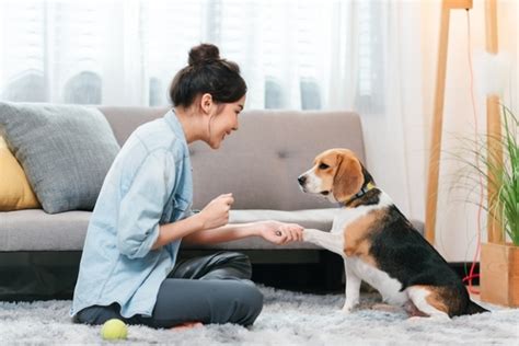 Benevet: Enhancing Pet Owners' Peace of Mind in 2025 and Beyond