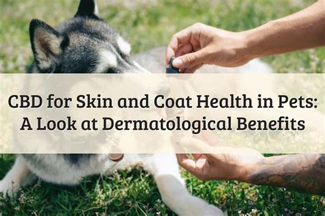 Benevet for Pet Skin and Coat Health: The 2025 Veterinary Solution VS Traditional Remedies