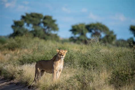 Benevolent Companion: Exploring the Enchanting World of the Kalahari Cat