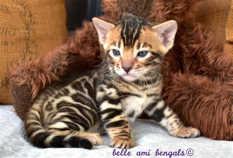 Bengal Kittens for Sale: What to Expect