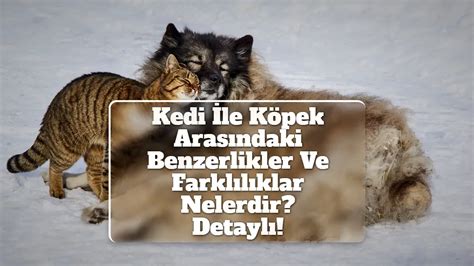 Benzerlikler: