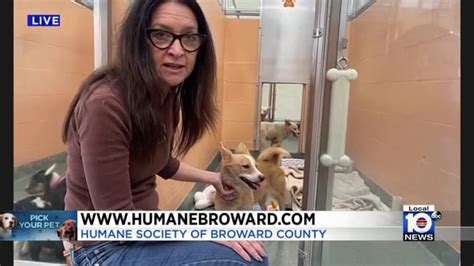 Berks County Humane Society: 10,000 Furry Friends Find Forever Homes