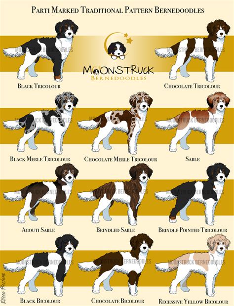 Bernedoodle Color Chart