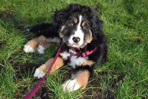 Bernese Border Collie Mix: A Comprehensive Guide to the Gentle Giant With a Heart of Gold