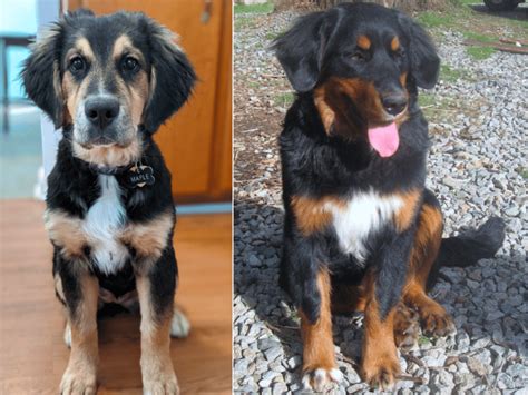 Bernese and Golden Retriever Mix: The Perfect Family Dog