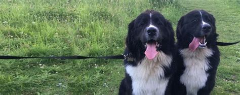 Bernese and Newfoundland Mix: A Gentle Giant with a Heart of Gold