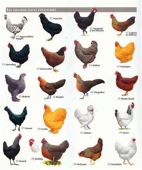 Best Chicken Breeds 12 Types of Hens that Lay Lots of Eggs Make Good Pets and Fit in Small Yards Plus Bonus 5 Varieties of Exotic Poultry PDF