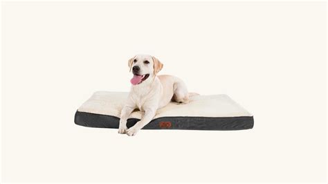 Best Dog Beds for Chewers: Your Guide to Ultimate Pet Comfort and Durability