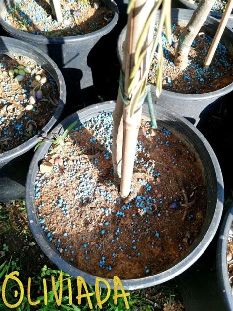 Best Fertilizers for Olive Trees