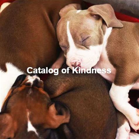 Best Friends Catalog Of Kindness