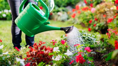 Best Water Saving Watering Methods Replacing Your Water Can in Your Garden PDF