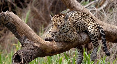 Bet on the Pantanal: The Unparalleled Jewel of Brazilian Biodiversity