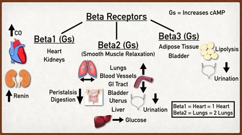 Beta-1 Adrenergic: The Heart's Gatekeeper