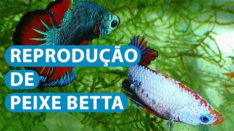 Betas Peixe: Guia Definitivo para o Cuidado e Reprodução