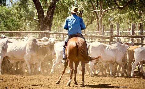 Betes a Corne: A Comprehensive Guide to Understanding and Managing Horned Cattle