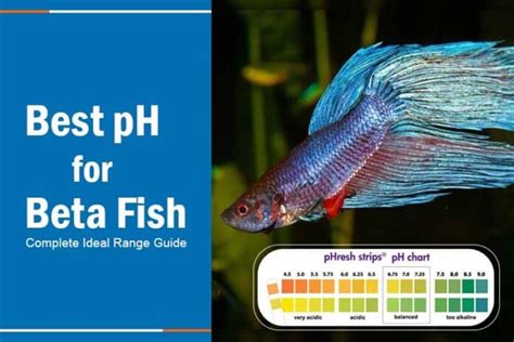 Betta Fish pH: The Ultimate Guide to Perfect Water Chemistry for Your Betta's Health and Well-being