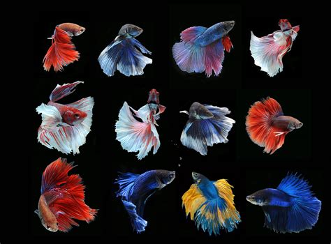 Betta Splendens: The Ultimate Guide to Caring for Your Vibrant Siamese Fighting Fish