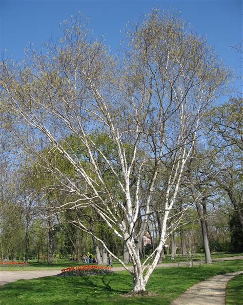 Betula