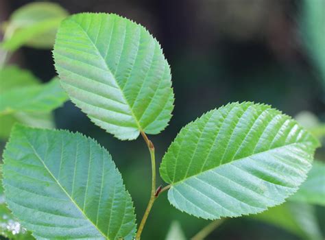 Betula lenta