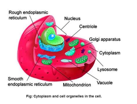 Between Nucleus and Cytoplasm Doc