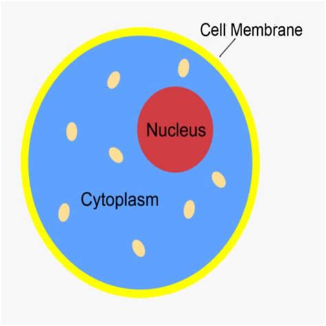 Between Nucleus and Cytoplasm Doc