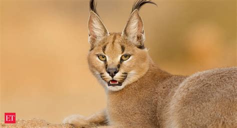 Beyond the Shadow: Unveiling the Enigmatic Caracal Cat