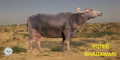 Bhadawari Buffalo: A Heritage Breed with Unrivaled Qualities