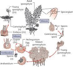 Bibliographic Index to the Spore Morphology of Bryphytes and Pteridophytes Reader