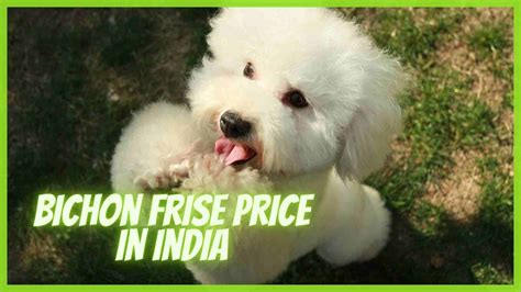 Bichon Dog Price in India: A Comprehensive Guide