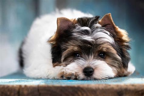 Biewer Terrier Breeders: A Comprehensive Guide