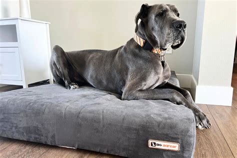 Big Barker Dog Beds: The Ultimate Comfort and Support for Your Furry Friend