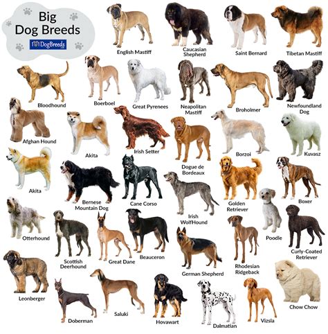 Big Dog Breeds Chart