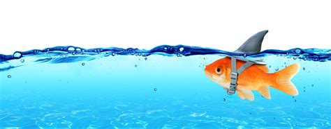 Big Fish, Small Fish: A Comprehensive Guide to Navigating the Business World