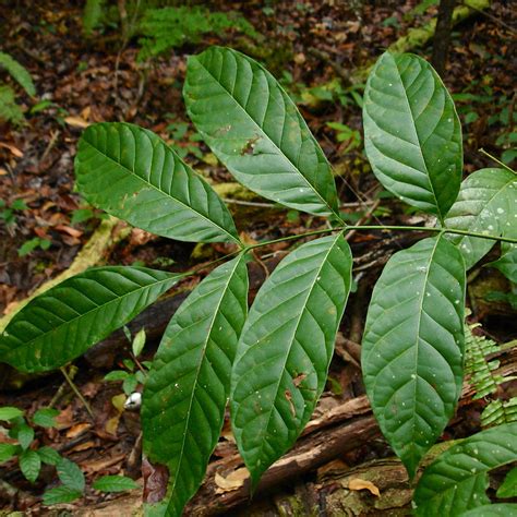 Big-Leaf Mahogany 1st Edition Reader