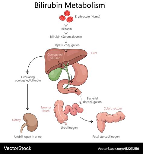 Bilirubin Metabolism Chemistry Reader